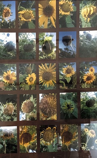 John Brandenburg, SUNFLOWER II, 2020
Photograph, 36 x 24 in. (91.4 x 61 cm)
BRA522
$400
Gallery staff will contact you 72 hours after purchase regarding any additional shipping costs.