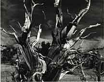 Brett Weston, UNTITLED (TREE AND LANDSCAPE), 1978
Silver Gelatin Print, 11 x 14 in. (27.9 x 35.6 cm)
WES187