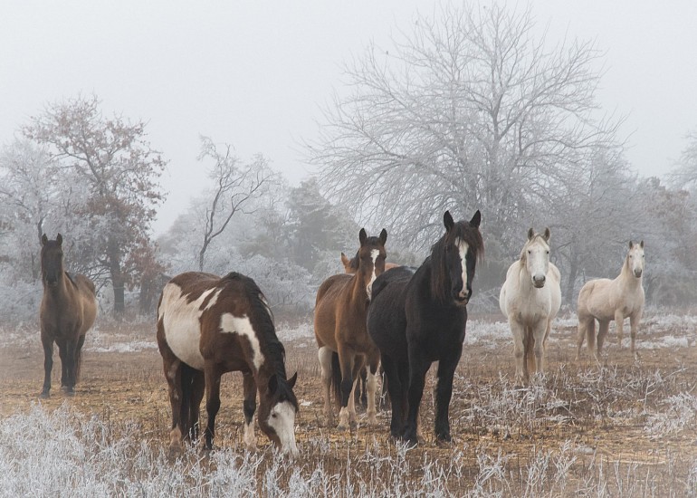 Matt Payne, Winter Horses, Logan County, Oklahoma. Edition 1 of 5
Photograph, 24 x 36 in. (61 x 91.4 cm)
PAY0012PH
$975
Gallery staff will contact you 72 hours after purchase regarding any additional shipping costs.