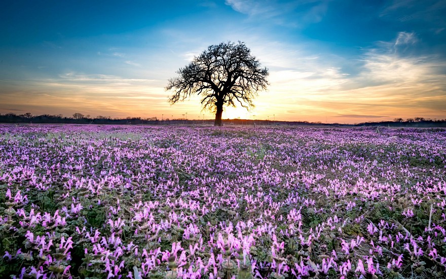 Matt Payne, Lavender Arcadia, Arcadia, Oklahoma. Edition 1 of 5
Photograph, 24 x 36 in. (61 x 91.4 cm)
PAY0001PH
$1,200
Gallery staff will contact you 72 hours after purchase regarding any additional shipping costs.